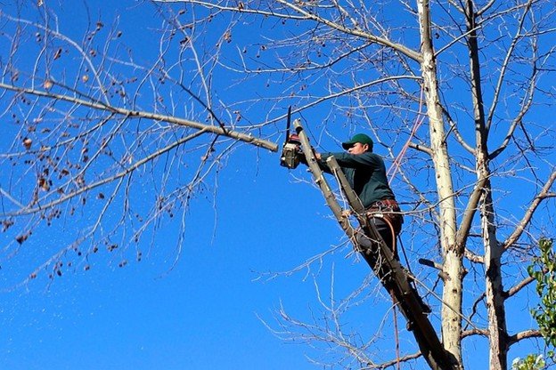 Overgrown tree canopy with dense branches before professional tree trimming and pruning service in Wentzville, MO.