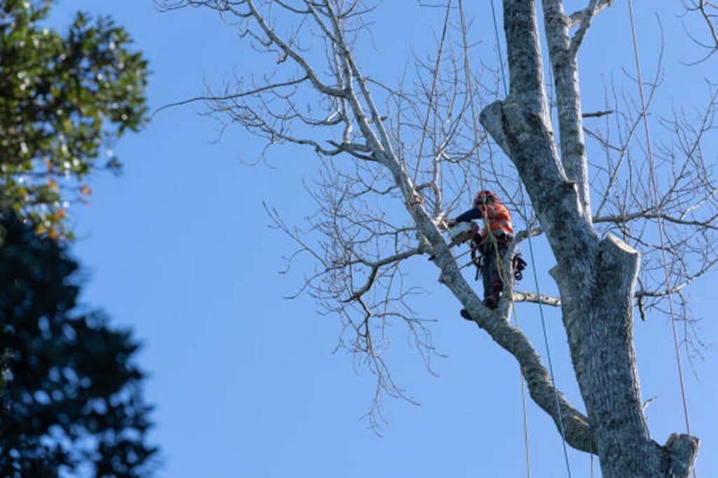 Professional arborist safely removing a large tree using climbing equipment during a residential tree removal project in Wentzville, MO.