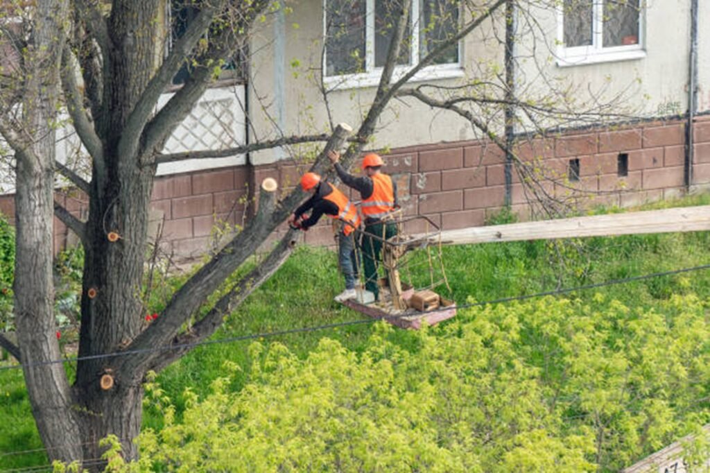 Professional tree trimming crew using an aerial lift to prune large tree branches at a residential property in Wentzville, MO.